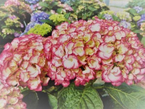 Hydrangea macrophylla Grëfin Cosel