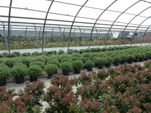 Plantes pour la Toussaint