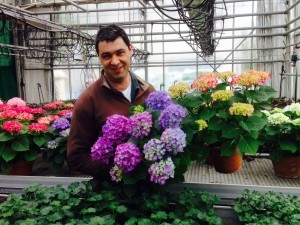 Frédéric BLANC dans la serre de début de culture surveille la bonne tenue des hortensias