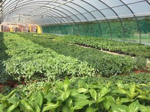 Plants potagers Deroche Blanc