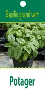 Annuelle, 30 cm de haut feuillage large
