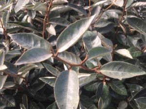 Eleagnus ebbengei
