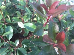 Photinia red robin