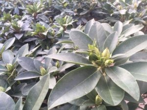 Rodhodendron