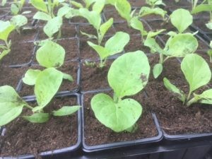 Plant d aubergine