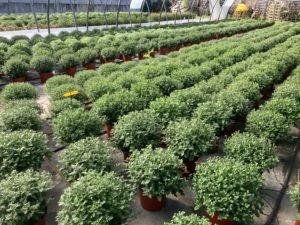 Chrysanthèmes