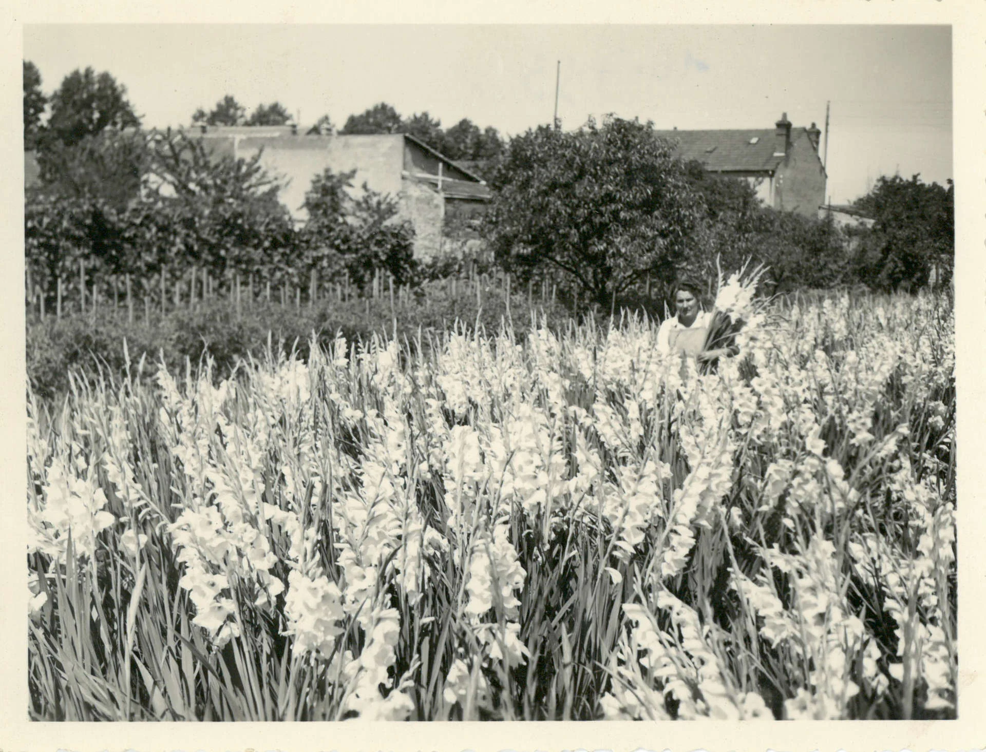 Jeanne Deroche en juillet 1953 cueille des glaïeuls sur l’exploitation Jeanne Deroche en juillet 1953 cueille des glaïeuls sur l’exploitation