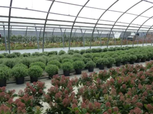 Plantes pour la Toussaint
