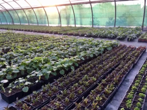 Plants potagers en culture sous tunnel chez Ets Deroche Blanc