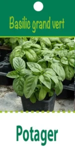 Annuelle, 30 cm de haut feuillage large