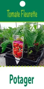 Variété ancienne, très gros fruit charnu, dense et sucré