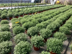 Chrysanthèmes